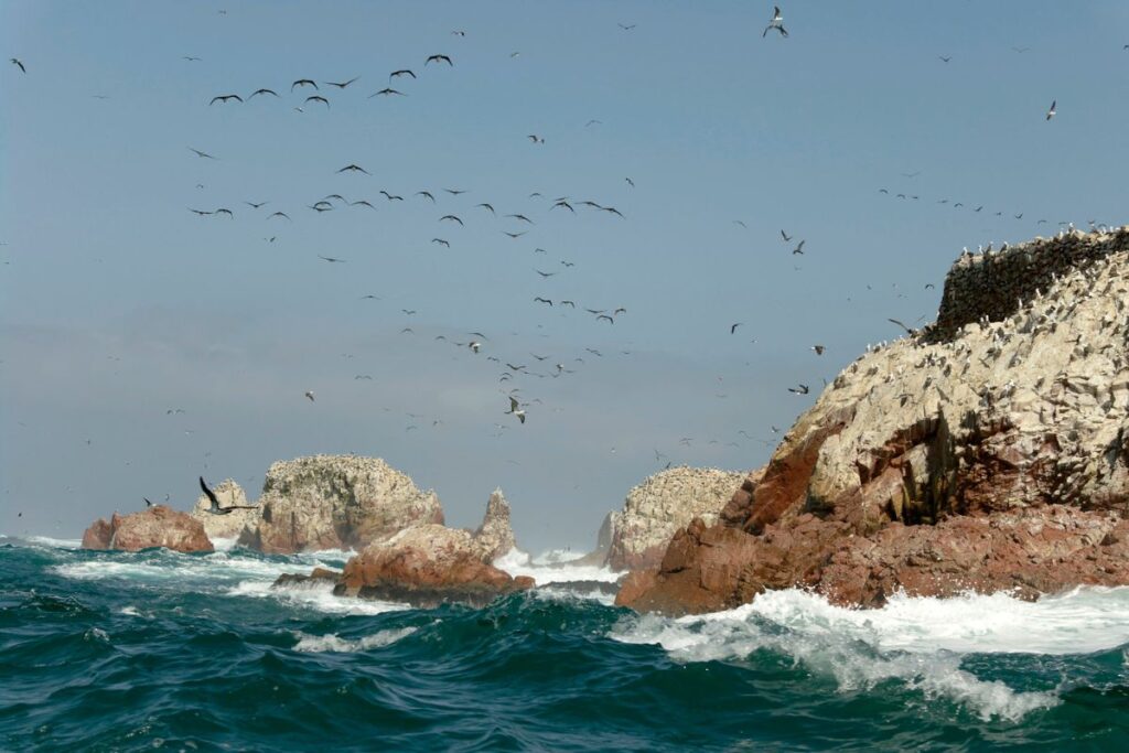 reserva de paracas