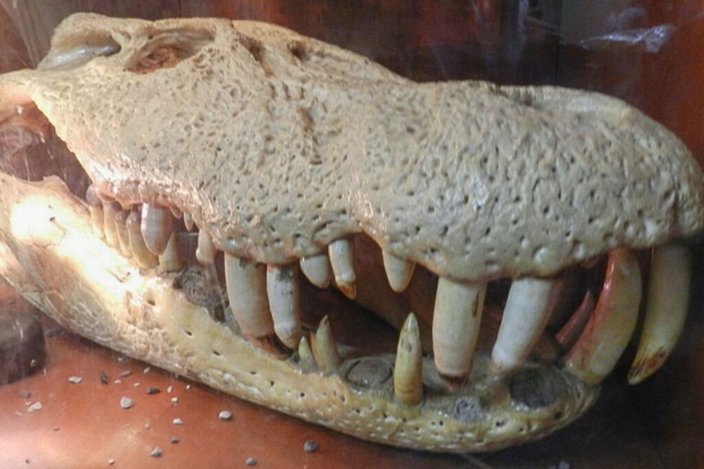 Museo de Ciencias