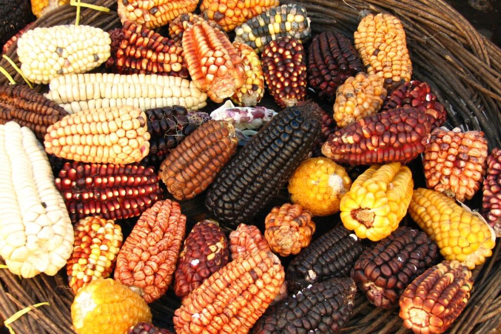 Exportación de Maíz Peruano