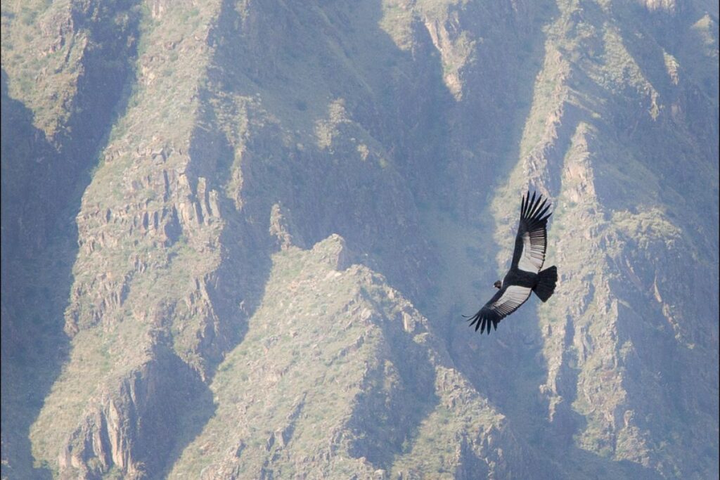 avistamientos de condor en cañon del colca