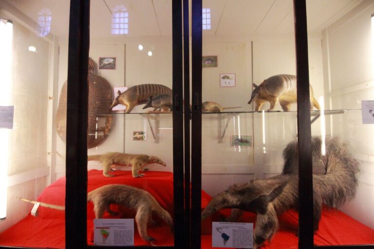 mejores museos para visitar en cusco