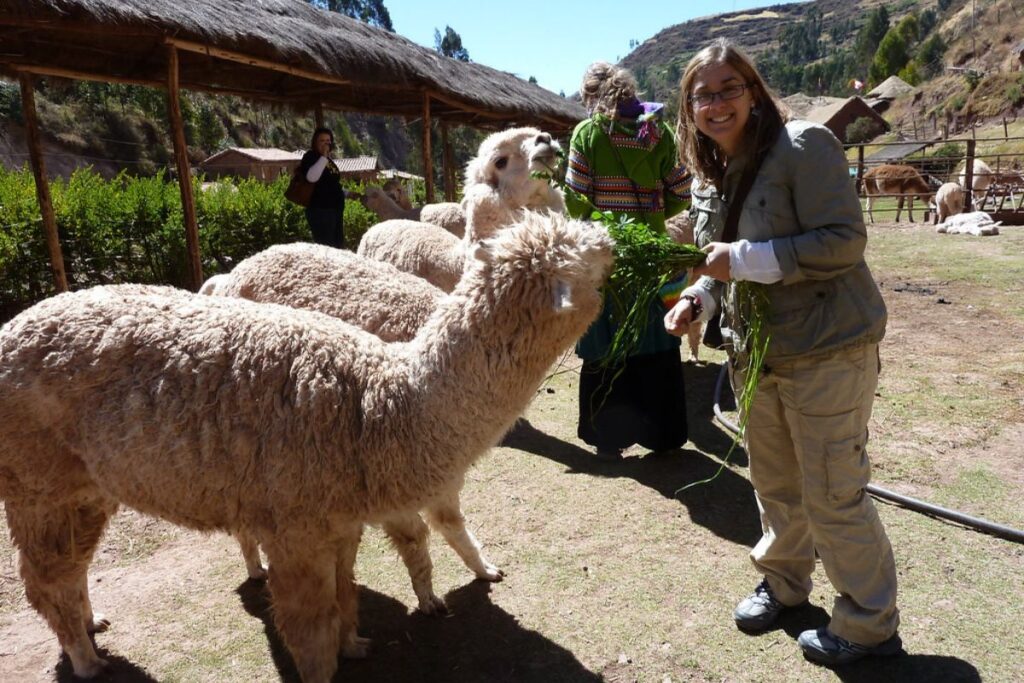 Personas con Llamas en Awana Kancha