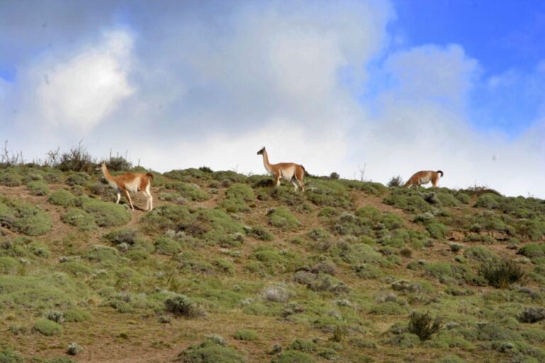 Camélidos Sudamericanos