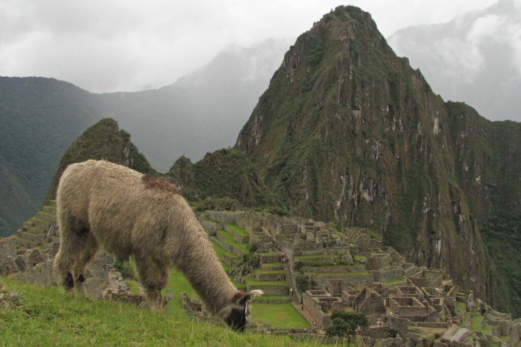 Una llama en Machu Picchu