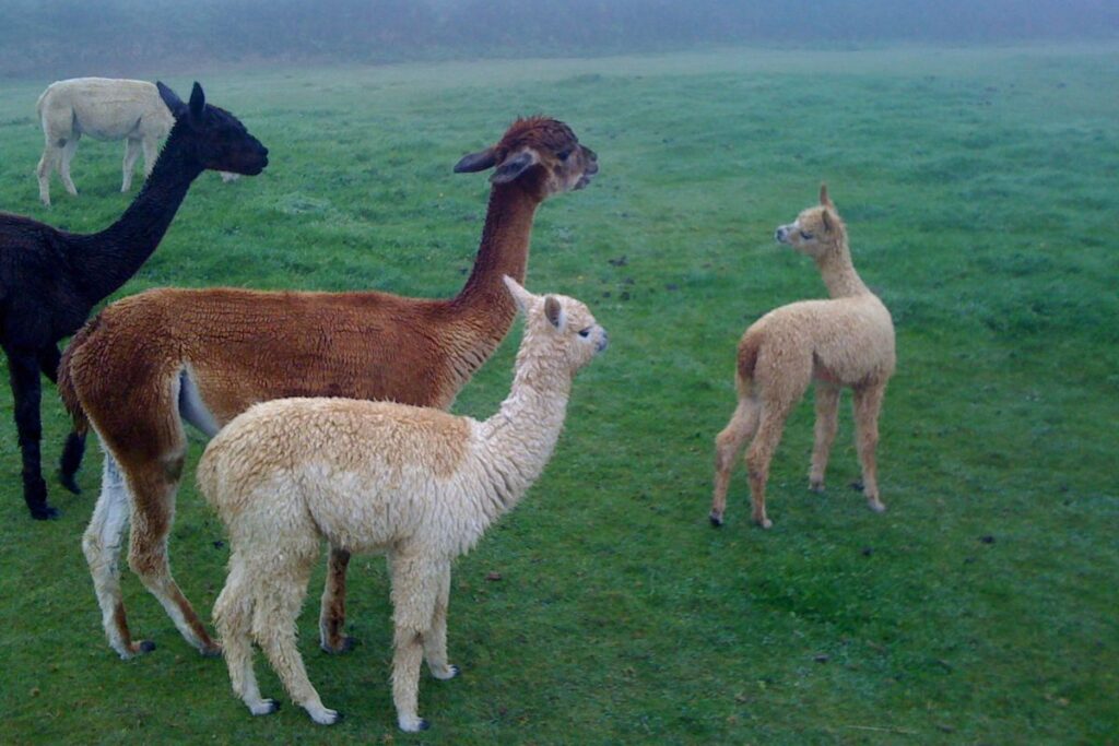 Vicuñas