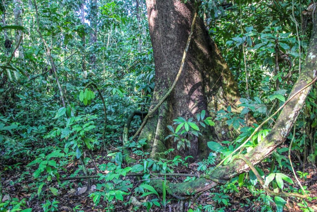 Amazonía Peruana