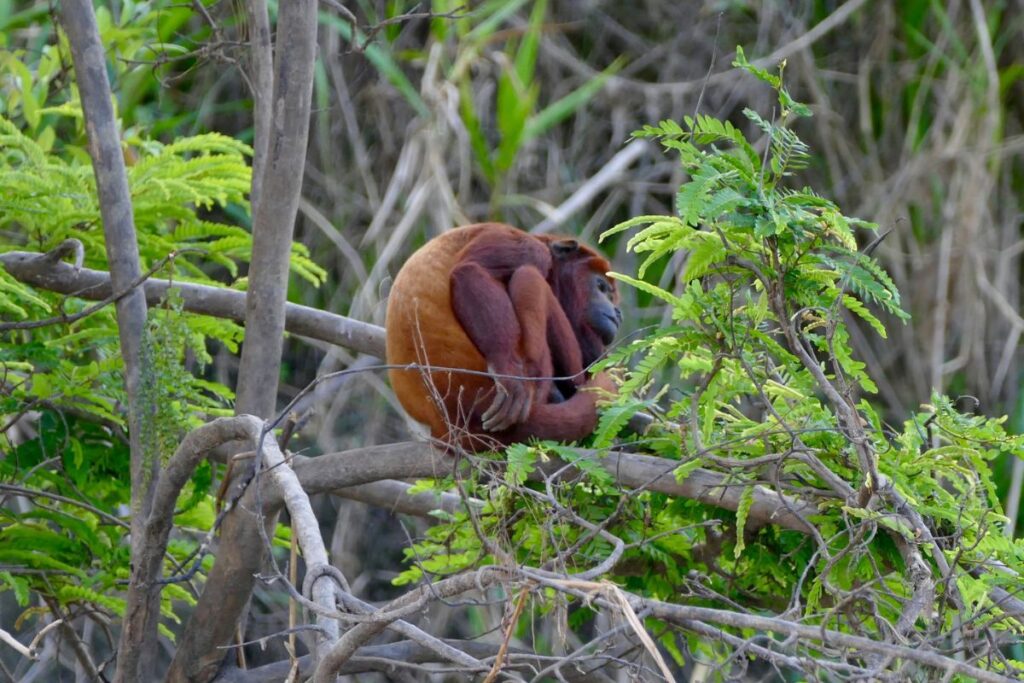 Amazonas Perú
