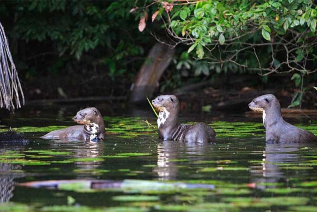 Explora la Reserva Nacional de Tambopata