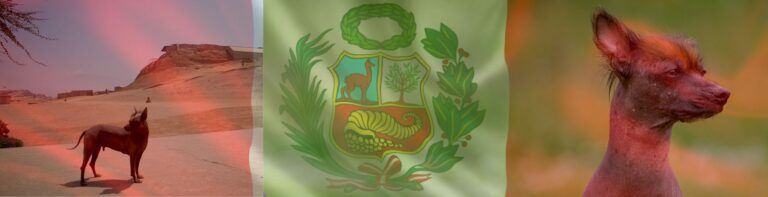 El Perro Peruano Sin Pelo: Un Símbolo Ancestral del Perú
